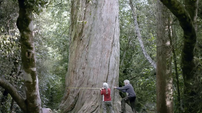 Nouvelle-Zélande, la forêt des géants