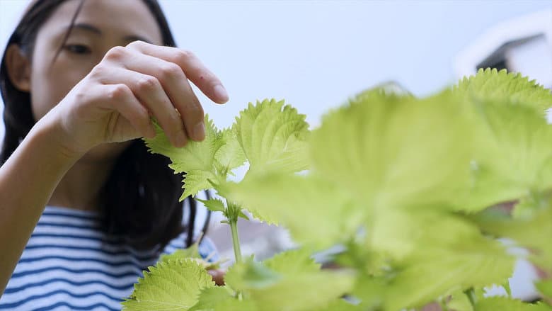 Shiso