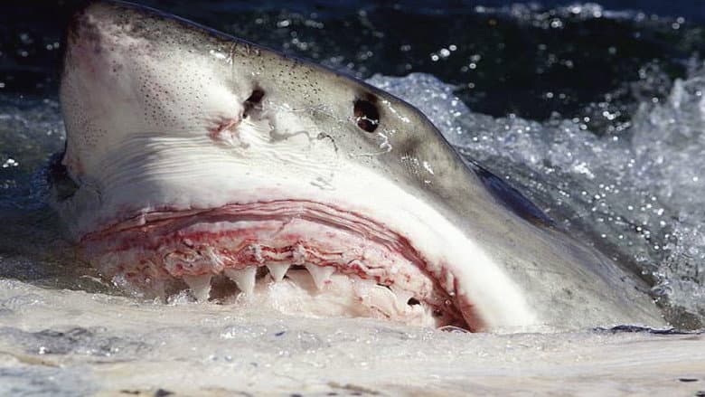 Killer Sharks: The Attacks of Black December
