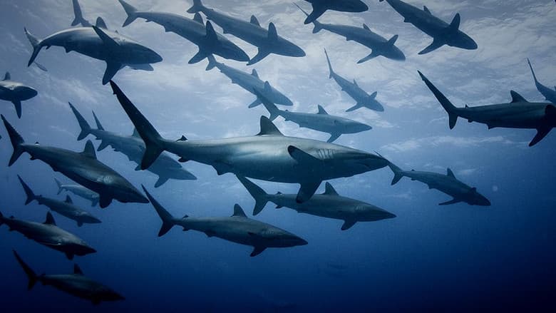Extinct or Alive: Land of the Lost Sharks