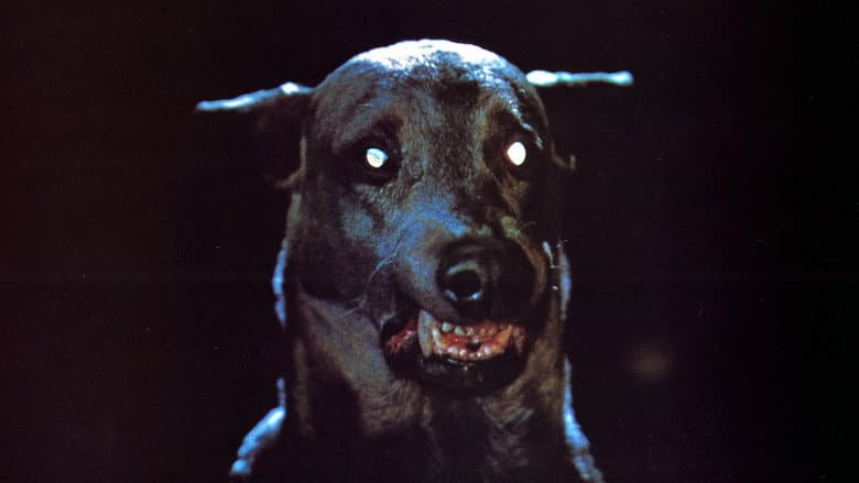 Zoltan… Hound of Dracula